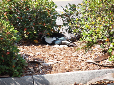 [A much closer view of the duck tucked under one of the bushes. Her head is barely visible, but her white and black body feathers are not under the bush and thus visible. There are three eggs visible on the near side of the duck.]